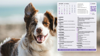 01_dog_1366x768