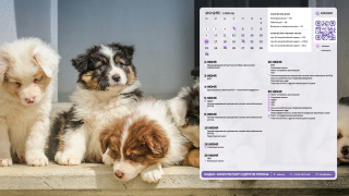 01_puppy_1366x768