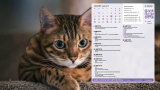 05_cat_1366x768