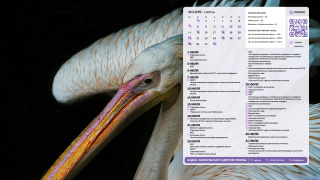 08_pelican_1366x768