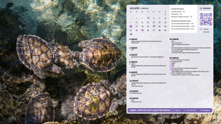 10_turtless_1366x768