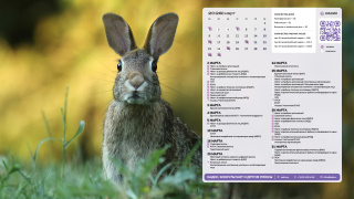 2026.03_10_hare_1366x768