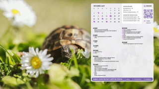 2026.05_08_turtle_1366x768