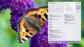 2026.05_09_butterfly_1366x768
