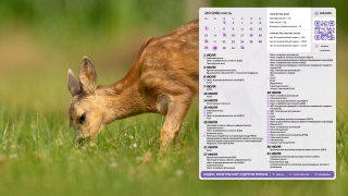 2026.07_03_deer_1366x768