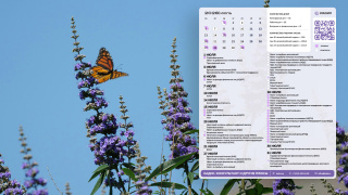 2026.07_07_butterfly_1366x768