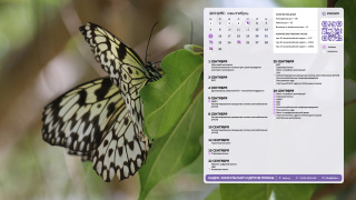 9_butterfly_1366x768
