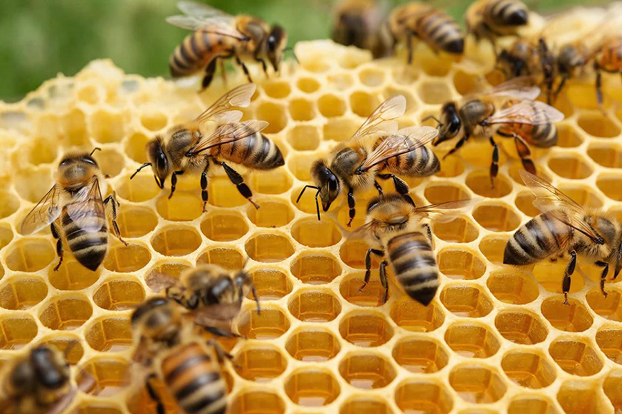 Как заполнить доверенность на получение и выдачу ТМЦ