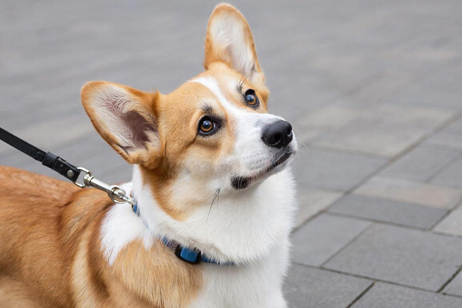 Новые правила содержания собак в Санкт-Петербурге 2025