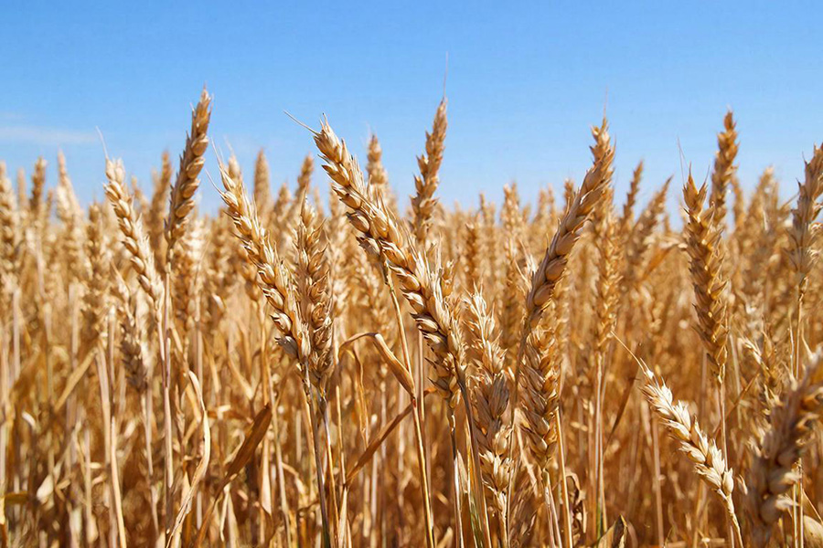 Субсидии на научные исследования в сельском хозяйстве СПб- 2025