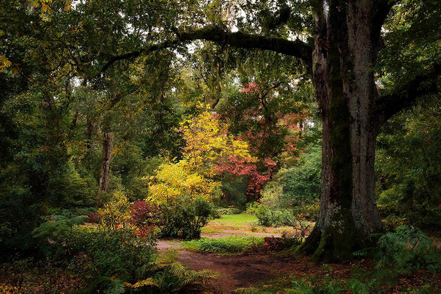 СПб защитит «зеленые пояса»