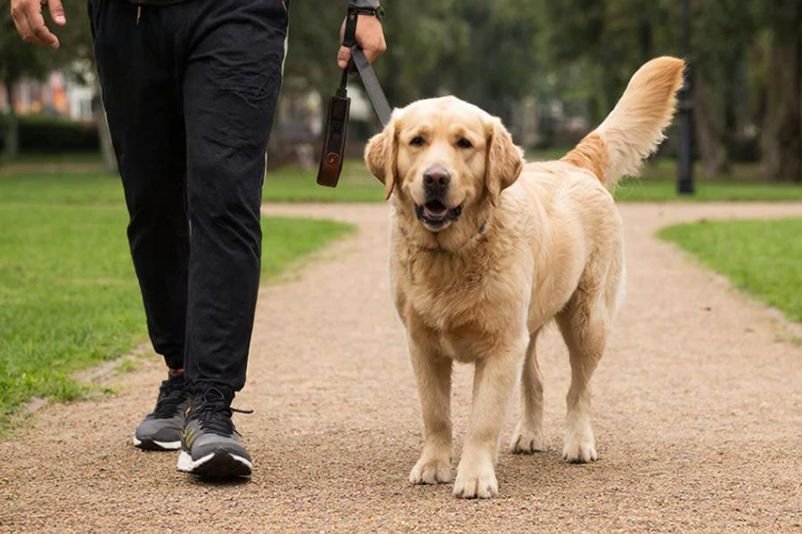 Штрафы за выгул собак в СПб ужесточены